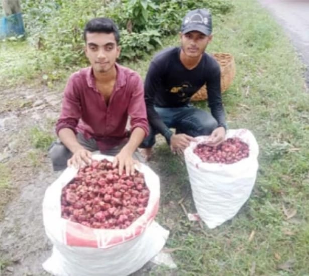 পানি ফল চাষে শুভদিন কৃষকের মুখে হাসি।