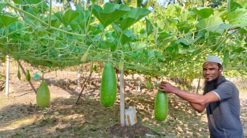 মাচা পদ্ধতিতে লাউ চাষ করে সফল অটোরিকশা চালক